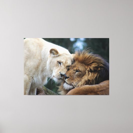 Lion & Lioness Canvas afdrukken (Voorkant)