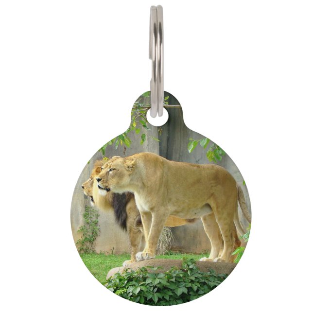 Lion Lioness Pet Tag Huisdierpenning (Voorkant)