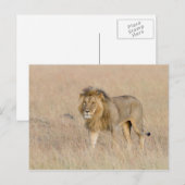 Lion lopen briefkaart (Voorkant / Achterkant)