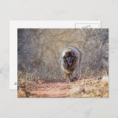 Lion lopen briefkaart (Voorkant / Achterkant)