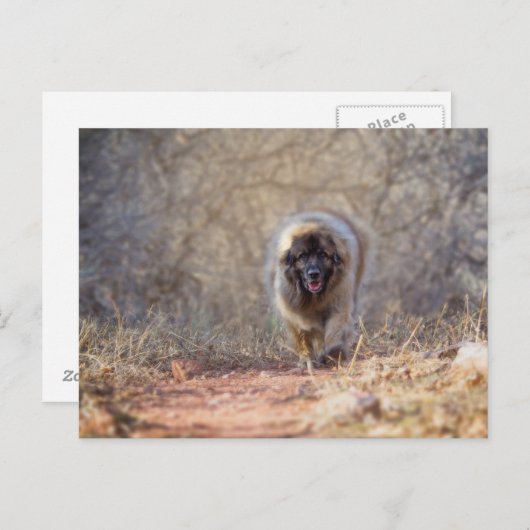 Lion lopen briefkaart (Voorkant / Achterkant)