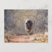 Lion lopen briefkaart (Voorkant)