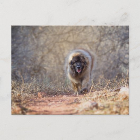 Lion lopen briefkaart (Voorkant)