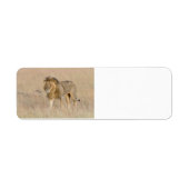Lion lopen etiket (Voorkant)