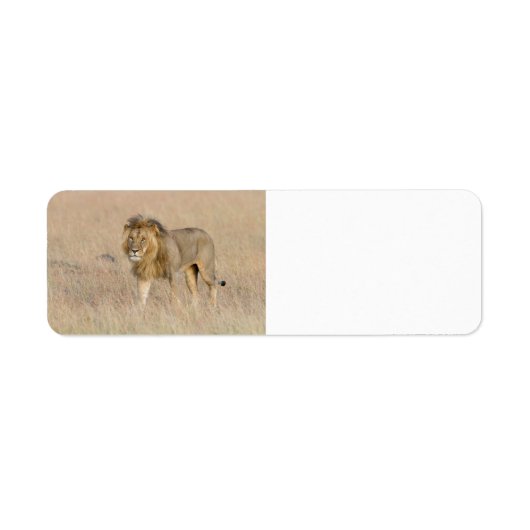 Lion lopen etiket (Voorkant)
