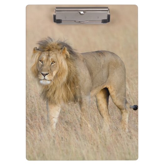 Lion lopen klembord (Voorkant)