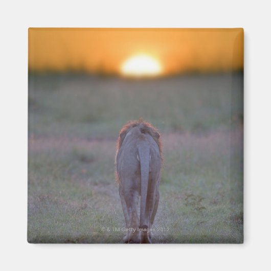 Lion lopen magneet (Voorkant)