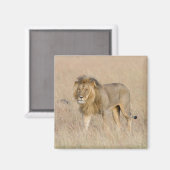 Lion lopen magneet (Voorkant / Achterkant)