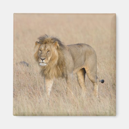 Lion lopen magneet (Voorkant)