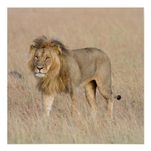 Lion lopen perfect poster (Voorkant)