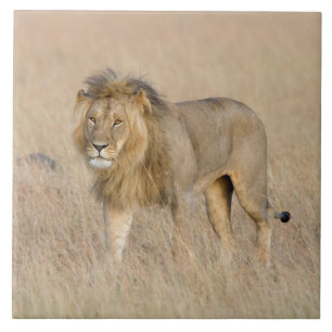 Lion lopen tegeltje