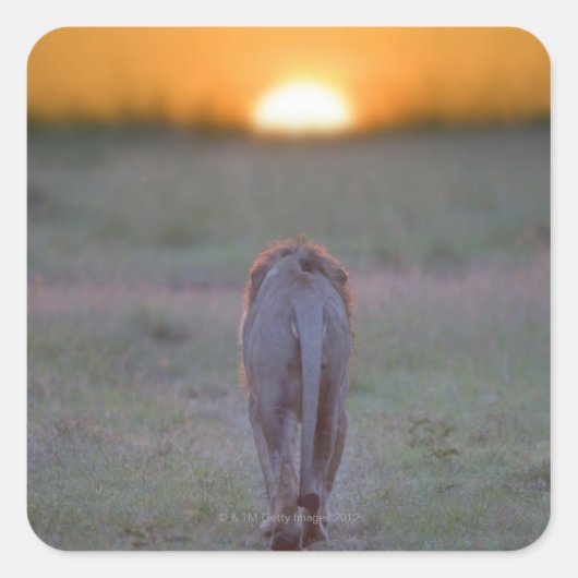 Lion lopen vierkante sticker (Voorkant)