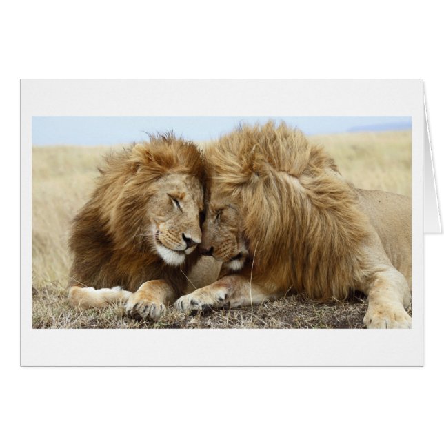 Lion Love (Voorkant Horizontaal)