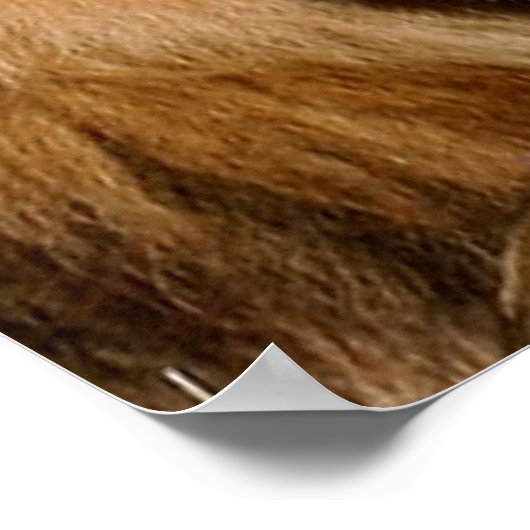 Lion Love Poster (Hoek)