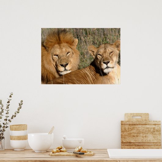 Lion Love Poster (Keuken)