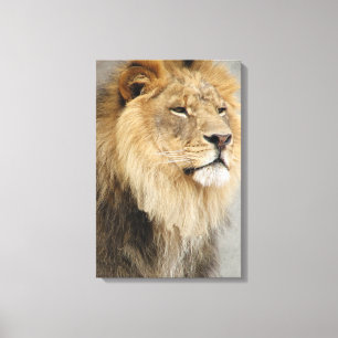 Lion Lovers King of the Oerwoud Canvas Afdruk