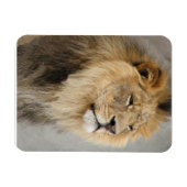 Lion Lovers King of the Oerwoud Magneet (Horizontaal)