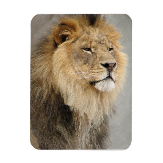 Lion Lovers King of the Oerwoud Magneet (Verticaal)