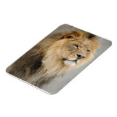Lion Lovers King of the Oerwoud Magneet (Linkerzijde)