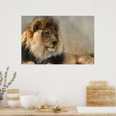 Lion Lovers Lion in Rest Poster (Keuken)