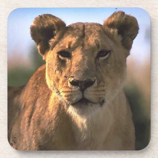Lion Lovers Vrouw Lioness Onderzetter (Voorkant)
