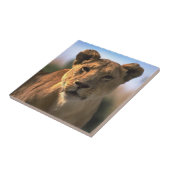 Lion Lovers Vrouw Lioness Tegeltje (Zijkant)
