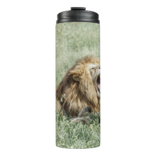 LION LYING ON GREEN GRASS TIS DAG THERMOSBEKER