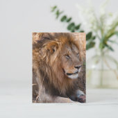 Lion Maasai Mara National Reserve, Kenia Briefkaart (Staand voorkant)