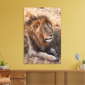 Lion Maasai Mara National Reserve, Kenia Canvas Afdruk (Insitu (Woonkamer))