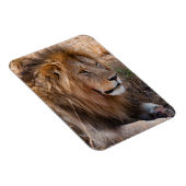 Lion Maasai Mara National Reserve, Kenia Magneet (Rechterzijde)