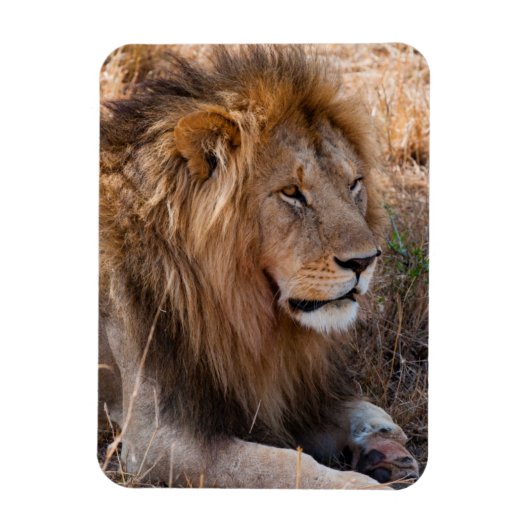 Lion Maasai Mara National Reserve, Kenia Magneet (Verticaal)