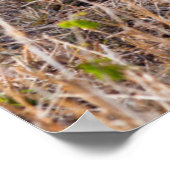 Lion Maasai Mara National Reserve, Kenia Poster (Hoek)