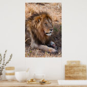 Lion Maasai Mara National Reserve, Kenia Poster (Keuken)