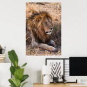 Lion Maasai Mara National Reserve, Kenia Poster (Thuiskantoor)