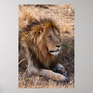 Lion Maasai Mara National Reserve, Kenia Poster