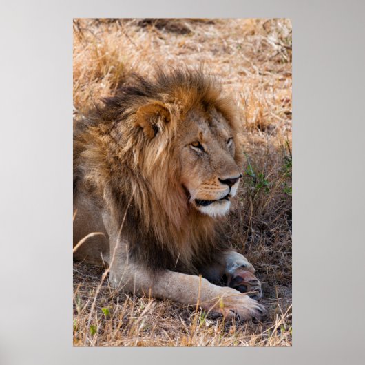 Lion Maasai Mara National Reserve, Kenia Poster (Voorkant)