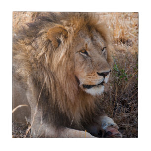 Lion Maasai Mara National Reserve, Kenia Tegeltje