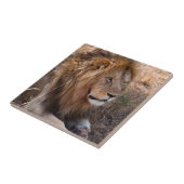 Lion Maasai Mara National Reserve, Kenia Tegeltje (Zijkant)