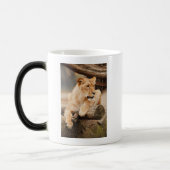 LION MAGISCHE MOK (Links)