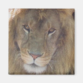 Lion Magneet (Voorkant)