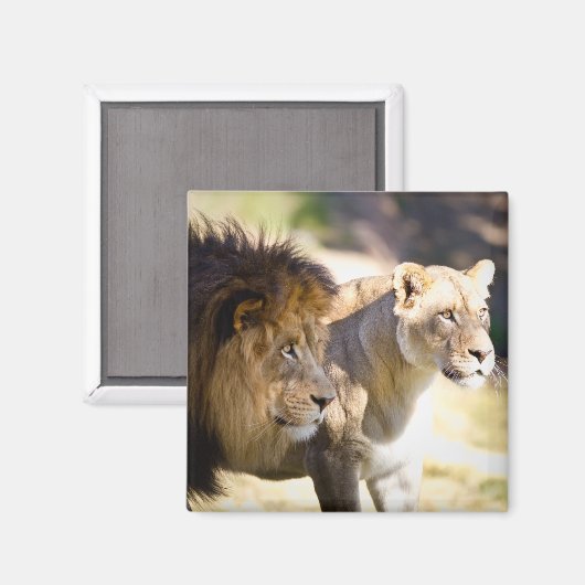 Lion Magneet (Voorkant / Achterkant)