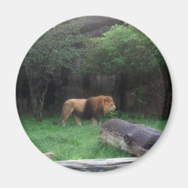 Lion Magneet