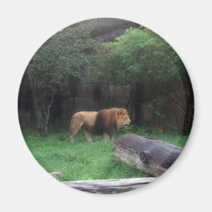 Lion Magneet