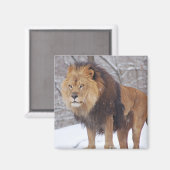 Lion Magneet (Voorkant / Achterkant)
