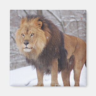 Lion Magneet