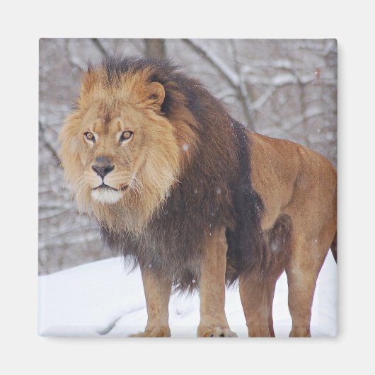 Lion Magneet (Voorkant)