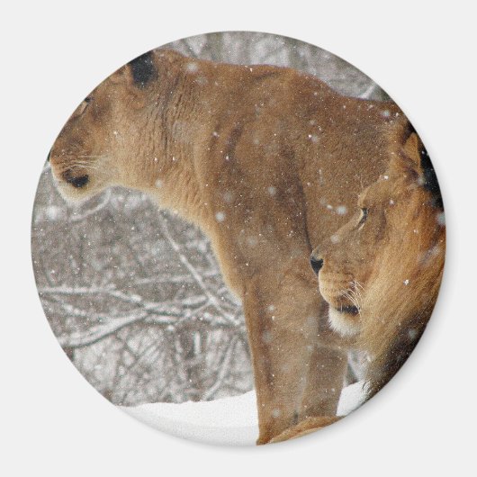 Lion Magneet (Voorkant)