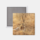 Lion Magneet (Voorkant / Achterkant)