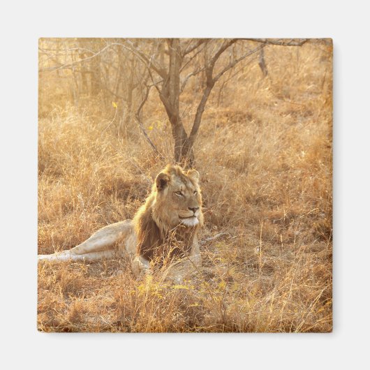 Lion Magneet (Voorkant)