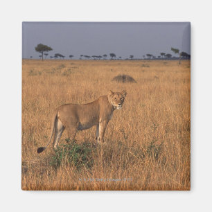 Lion Magneet